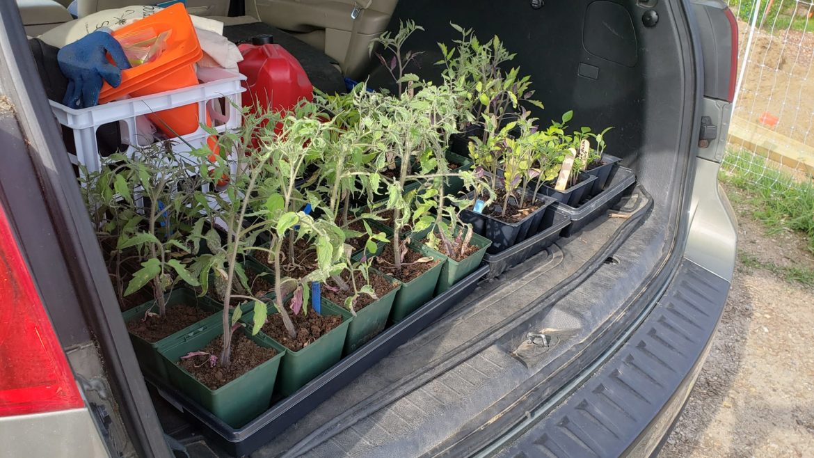 tomatoplants